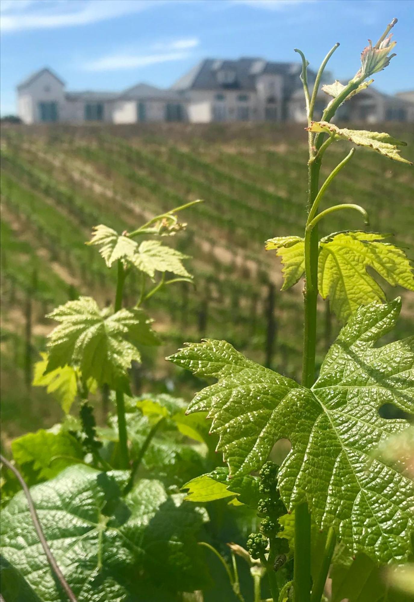 Domaine Chardonnay Bed & Breakfast Темекула Екстериор снимка