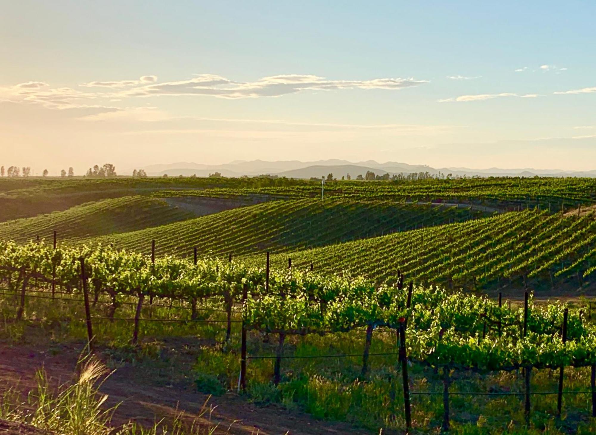 Domaine Chardonnay Bed & Breakfast Темекула Екстериор снимка